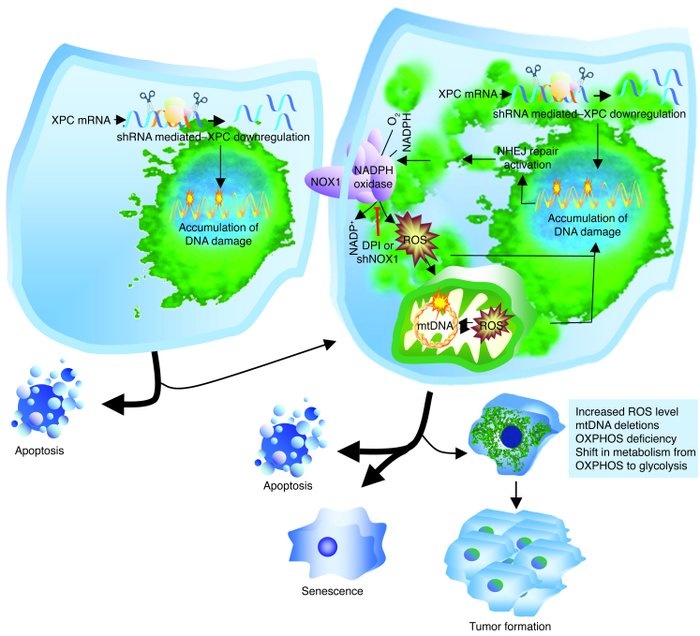 A model outlining cellular responses to XPC downregulation.
Lentivirus-m...