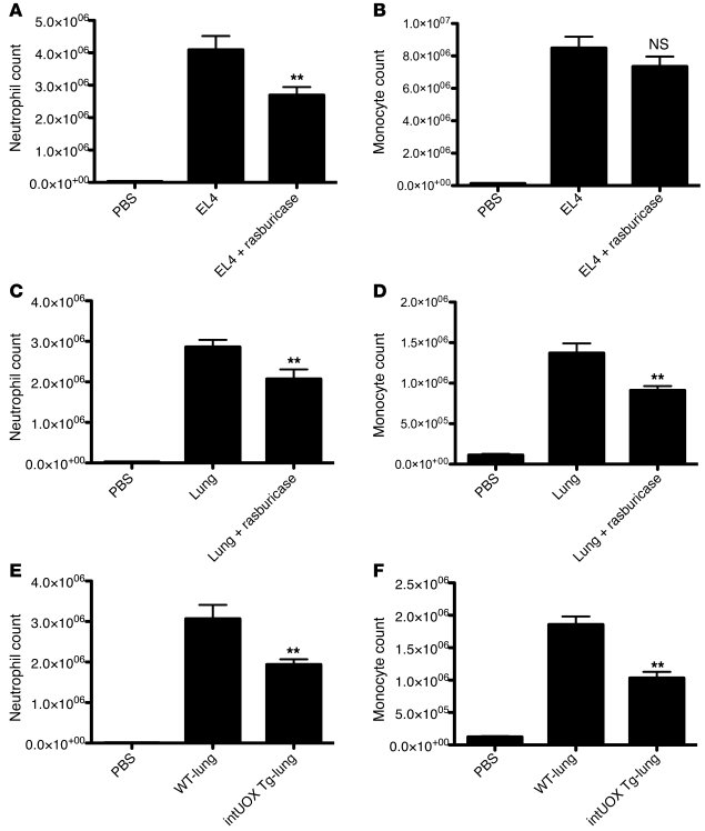 Reduced neutrophil recruitment in the peritoneal cavity in response to r...