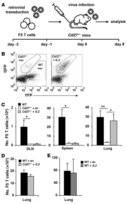 IL-2 rescues survival of virus-specific Cd27–/– CD8+ T cells at the tiss...