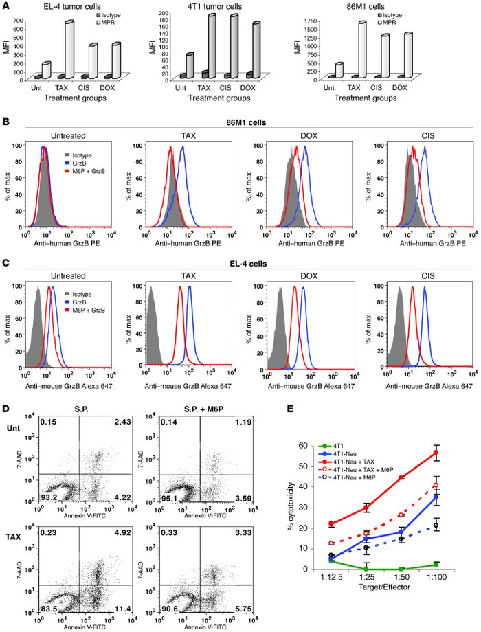The role of MPR in the synergistic effect of chemotherapy and CTLs.
(A) ...