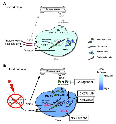 Model of the main contributions of BMDCs; and cytokines that promote res...