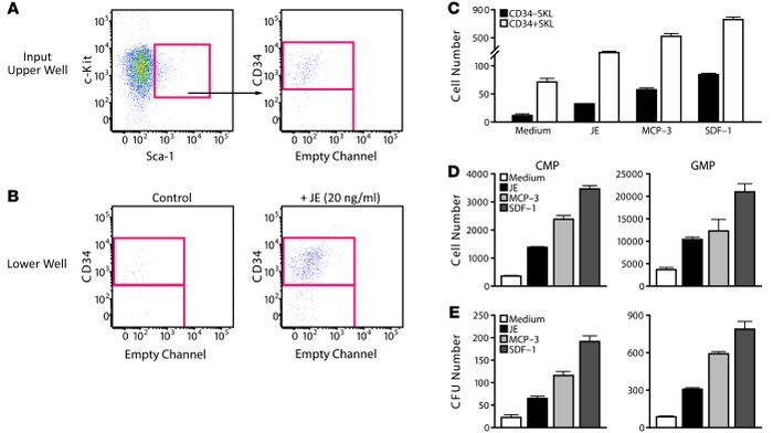 Chemotaxis of HSCs/HPCs to CCR2 ligands.
c-Kit+Lin– BM cells were placed...