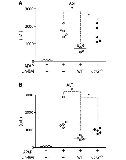 Adoptive transfer of CCR2+Lin– BM cells reduces APAP liver injury.
   
C...