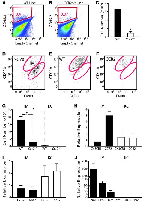 CCR2+Lin– BM cells differentiate into M2 macrophages in APAP-injured liv...