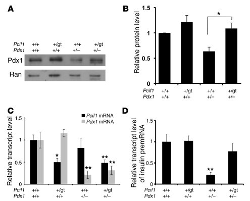 Pcif1 regulates Pdx1 protein accumulation and Pdx1 target gene expressio...