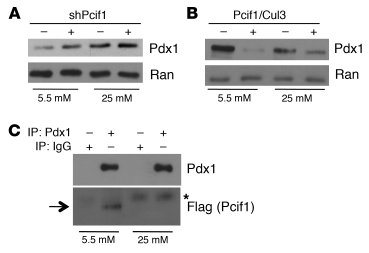 Posttranscriptional regulation of Pdx1 protein level by glucose.
(A) Wes...