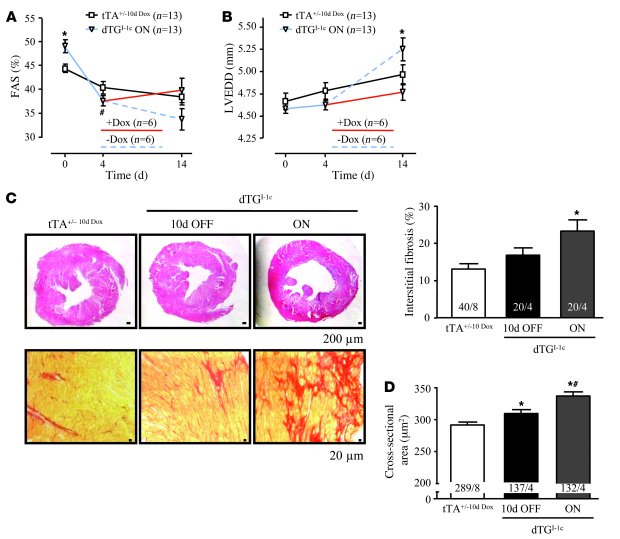 Accelerated morphometric and functional deterioration after chronic cate...