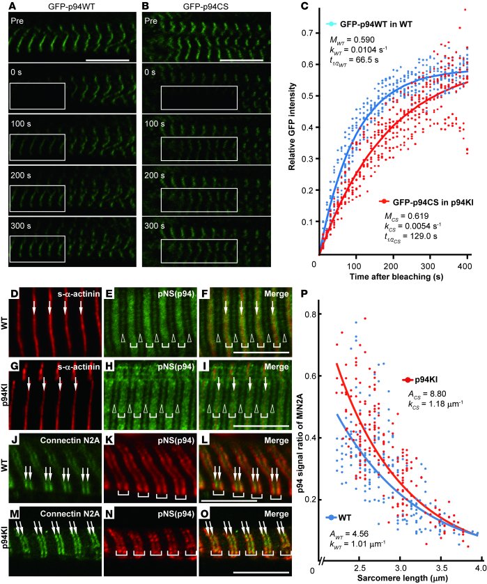 Translocation of p94 in response to sarcomeric length.
(A–C) Direct obse...