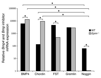 
Bmp4 and Bmp inhibitor mRNA expression in WT and Epim–/– myofibroblasts...