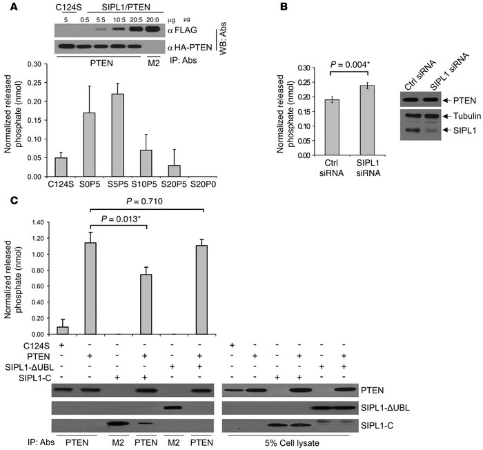SIPL1 reduces PTEN’s PIP3 phosphatase activity in the cell.
   
(A) 0, 5...
