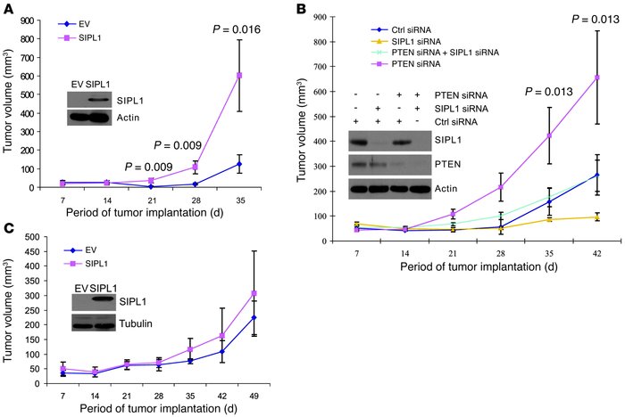 SIPL1 promotes xenograft tumor formation by inhibiting PTEN function.
PT...