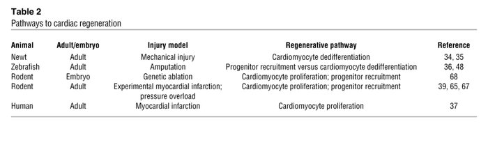 Pathways to cardiac regeneration