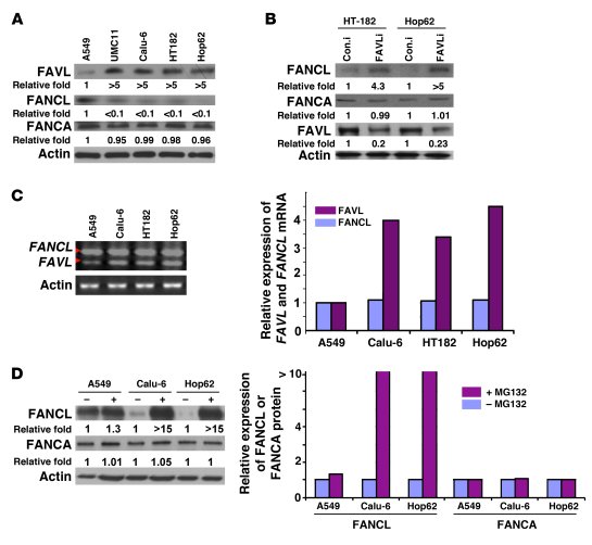 FAVL impairment of the FA-BRCA pathway is attributed to a low level of F...