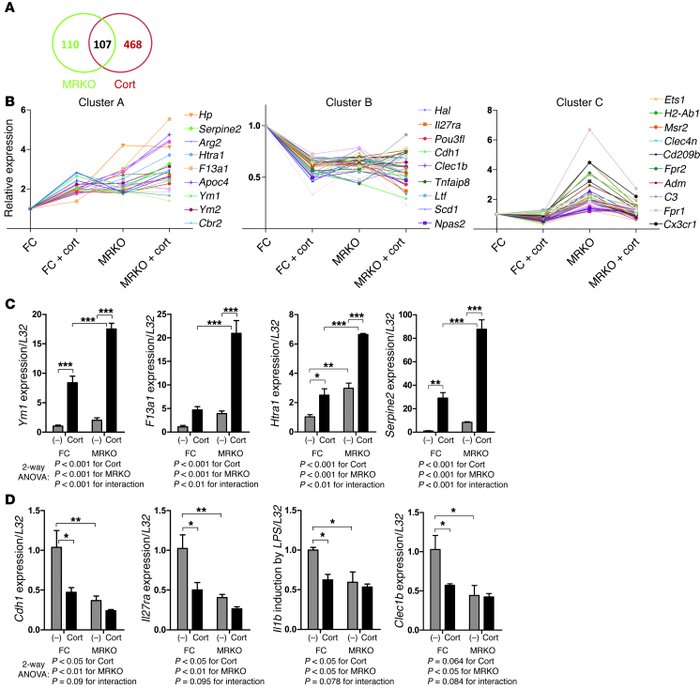 MR cooperates with glucocorticoid signaling in macrophages.
(A) Affymetr...