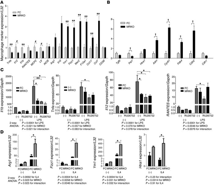 MyMRKO causes alteration similar to that of MR antagonists in macrophage...