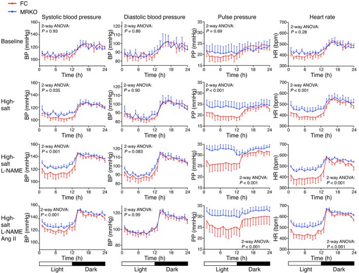 MyMRKO causes an increased blood pressure and heart rate response to L-N...