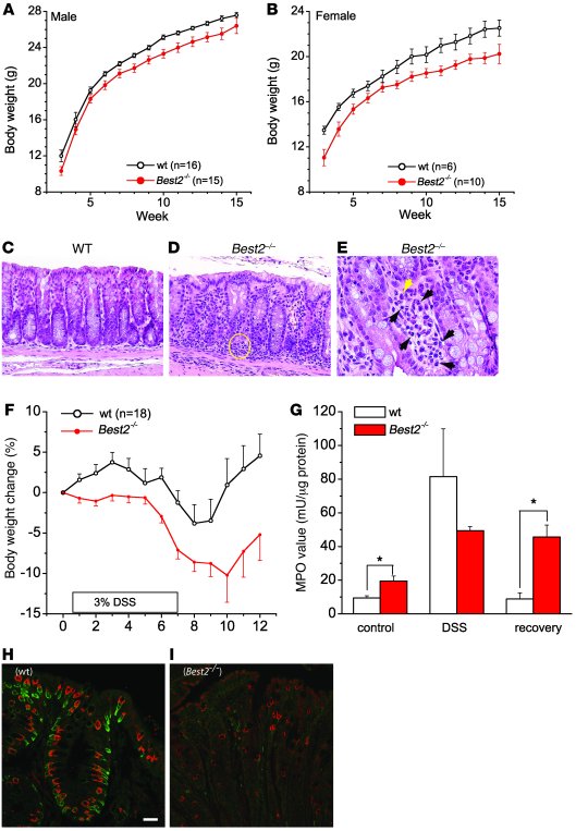 Phenotype of Best2–/– mice.
   
(A and B) Body weights of male (A) and f...