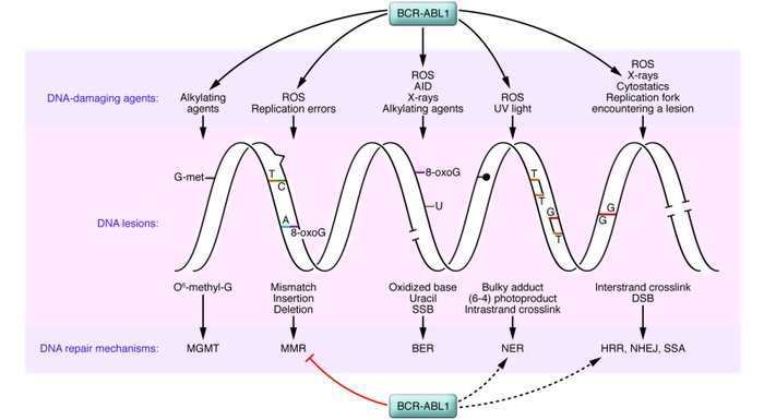 BCR-ABL1 regulates DNA damage and DNA repair, the 2 major components of ...