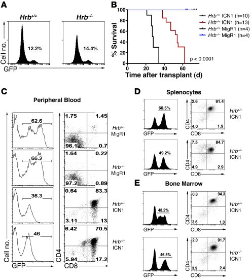 Hrb is required for efficient ICN1-induced leukemogenesis.
(A) Analysis ...