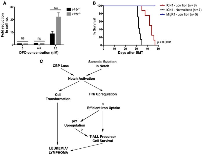 Iron is critical for T cell precursor development and for ICN1-induced l...