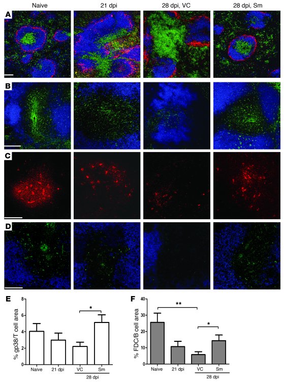 RTKI treatment restores pathogen-induced disruption of splenic architect...