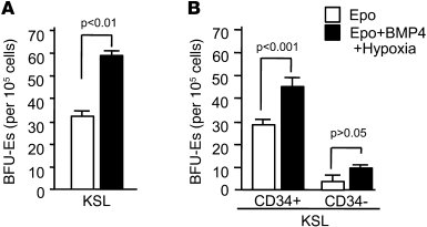 Analysis of bone marrow progenitor populations that give rise to BMP4-de...