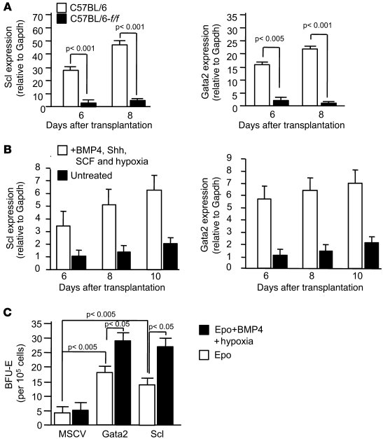 Scl and Gata2 expression is regulated by BMP4 during the differentiation...