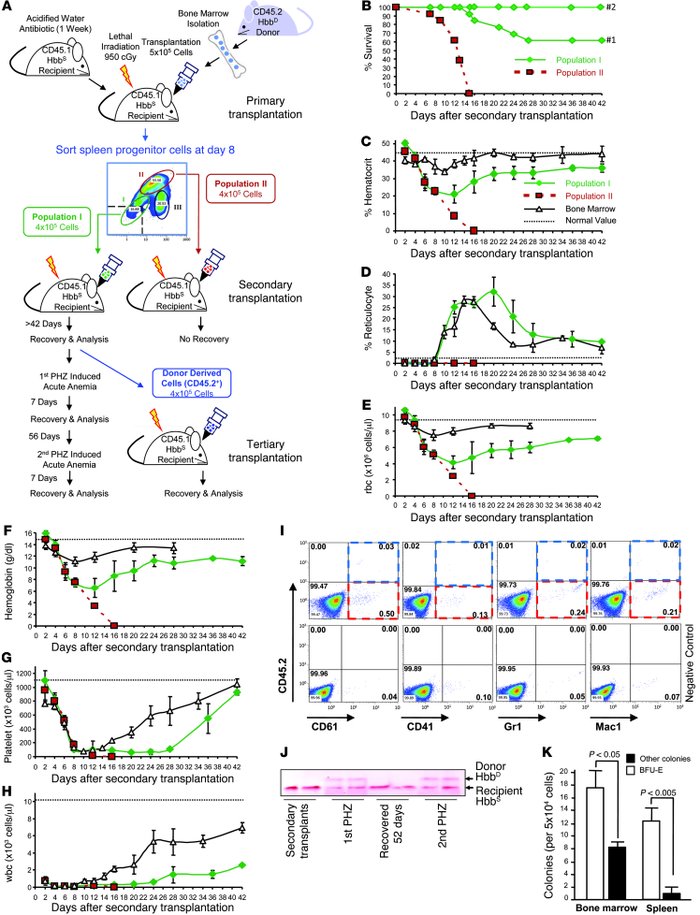 Population I cells can provide erythroid short-term radio protection whe...