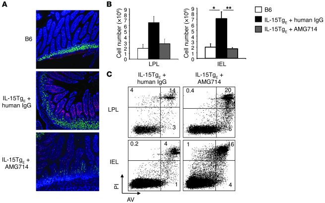 Treatment of IL-15TgE mice with AMG714 restores apoptosis of intestinal ...