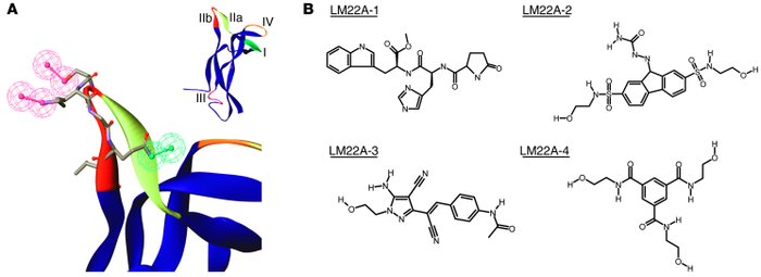 Pharmacophore and LM22A compound structures.
(A) Inset: Variable loop re...