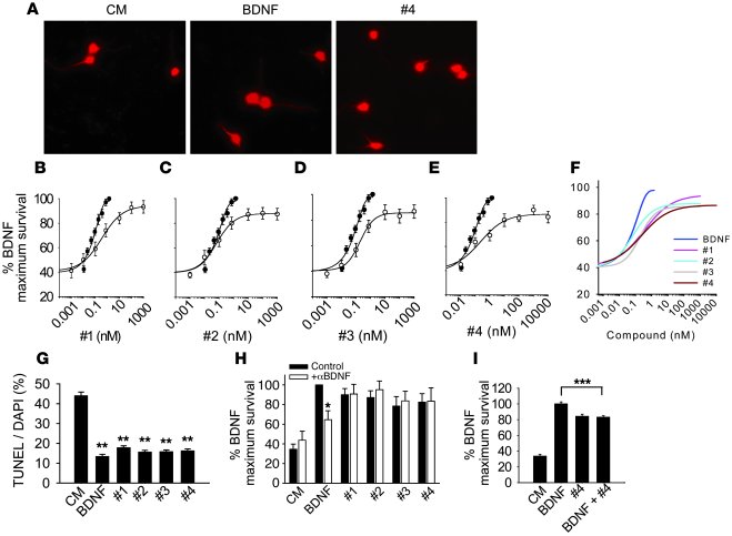 Neurotrophic activities of LM22A compounds.
(A) Fluorescence photomicrog...