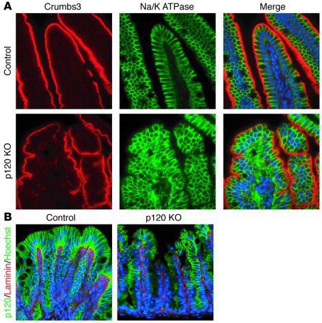 Apical, basolateral, and basement membrane markers are not directly alte...