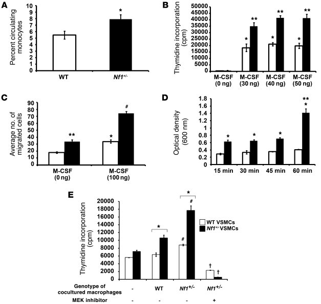 In vitro function of Nf1+/– macrophages.
   
(A) Percent monocytes in pe...