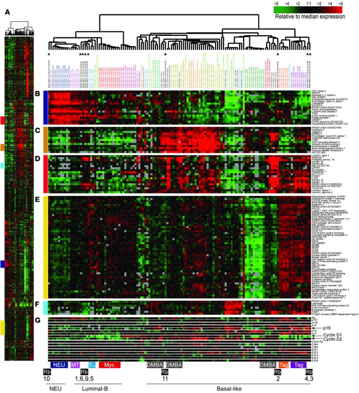 
RbΔfl mammary tumors cluster with DMBA and Tag-induced basal-like or T1...