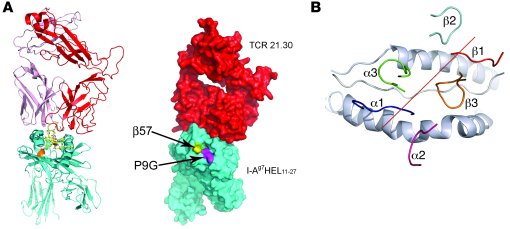 Overview of the TCR 21.30/I-Ag7HEL11–27 complex.
   
(A) Ribbon trace of...