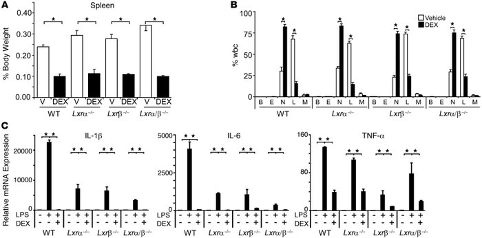 
Lxrβ–/– mice remain sensitive to the immunosuppressive effects of DEX.
...