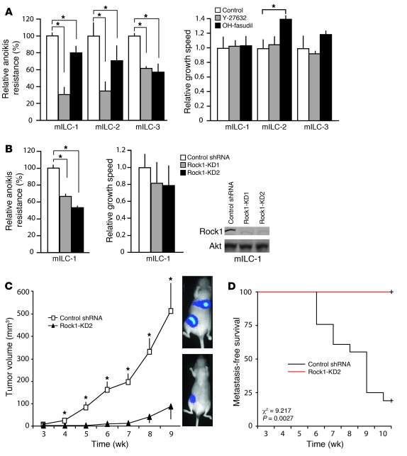 Rock signaling regulates mILC anoikis resistance and tumor growth.
(A an...