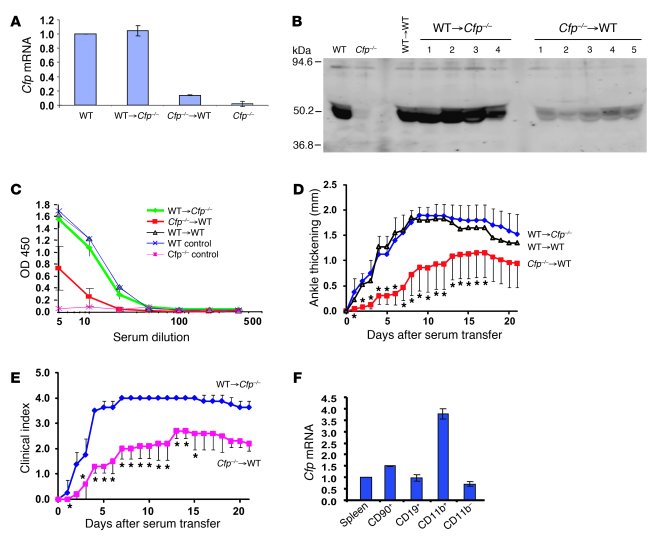 BM-derived cells are the major source of pathogenic properdin in K/BxN a...