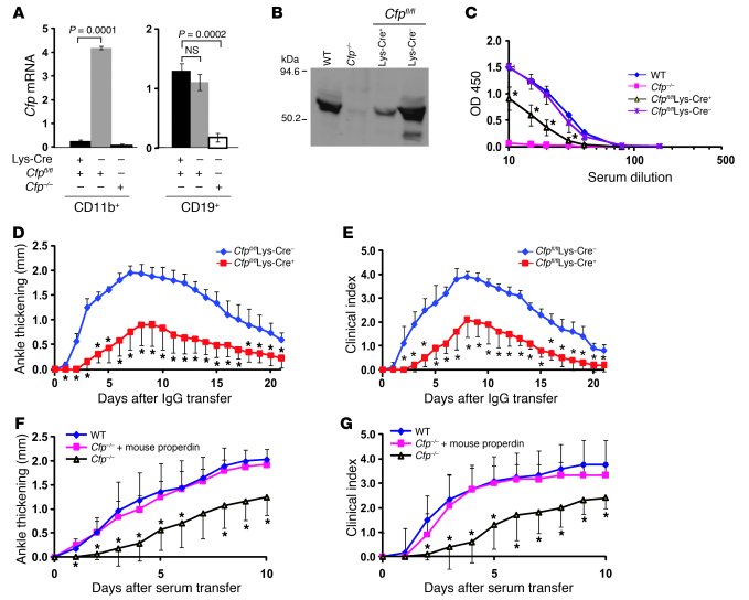Myeloid lineage cell–derived properdin plays a critical role in AP compl...