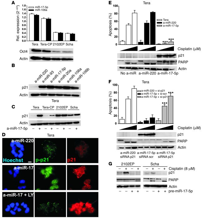 Positivity for p21 and p-p21 protein is inversely associated with the ex...