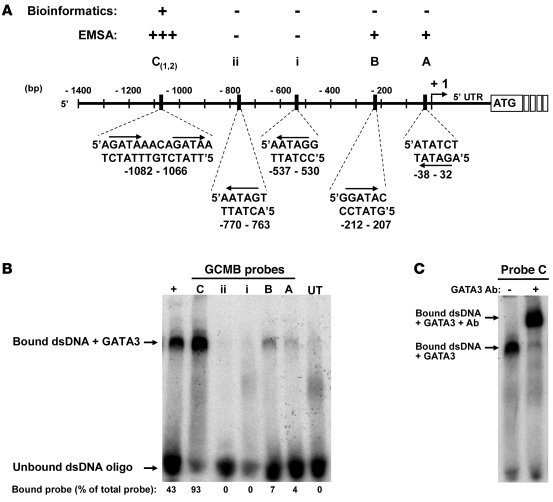 Analysis of DNA binding by GATA3 protein to putative GATA motifs in upst...