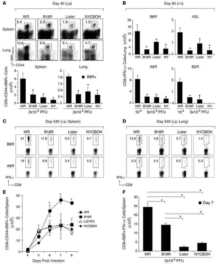 VACV virulence correlates with magnitude of CD8+ T cell memory.
   
WT m...