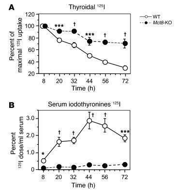 Kinetic TH secretion from the thyroid gland of WT and Mct8-KO mice.
   
...