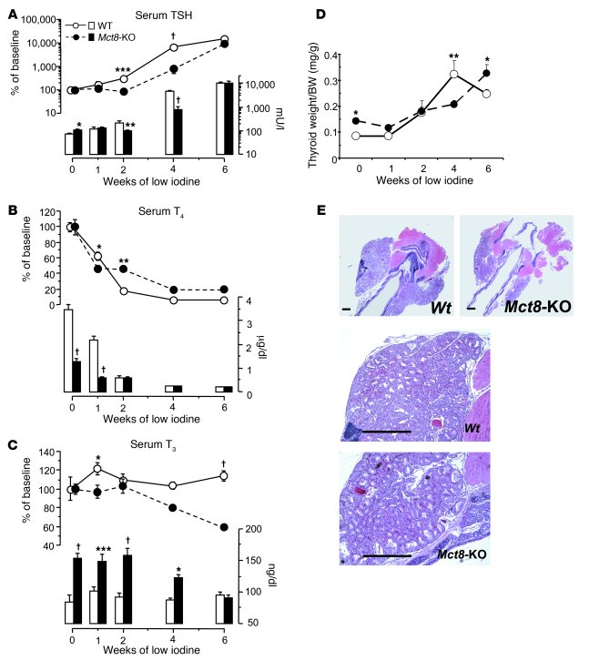Effect of low-iodine diet on thyroid function of WT and Mct8-KO mice.
  ...