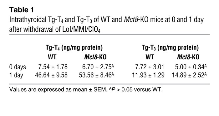 Intrathyroidal Tg-T4 and Tg-T3 of WT and Mct8-KO mice at 0 and 1 day aft...