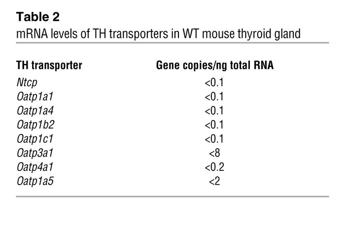 mRNA levels of TH transporters in WT mouse thyroid gland