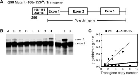 The mutant ankyrin-1 –108/–153 phenotype in vivo.
Mice with mutant –108/...