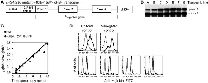 Rescue of the mutant ankyrin-1 –108/–153 phenotype in vivo.
The cHS4 bar...