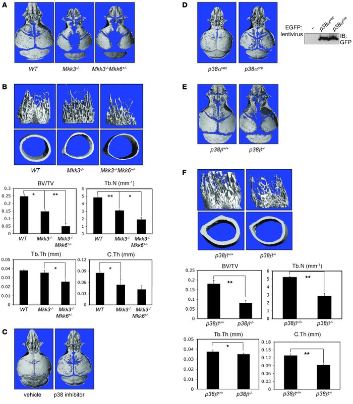 Low bone mass and/or defective calvarial mineralization in Mkk3–/–Mkk6+/...