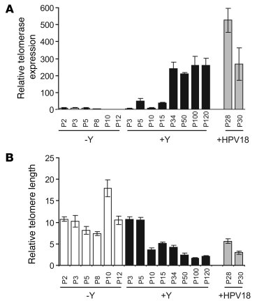 Telomerase expression increases over time, and the length of telomere en...